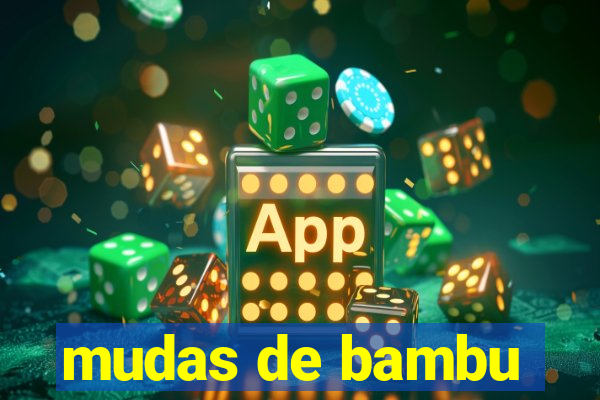 mudas de bambu